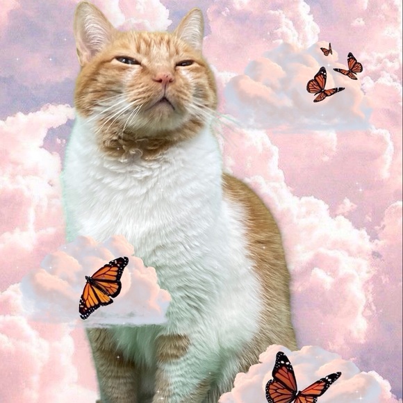 beardnbutterfly